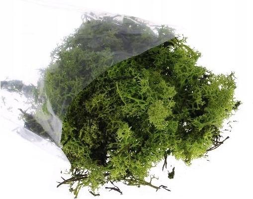 

Chrobotek zielony Mech naturalny