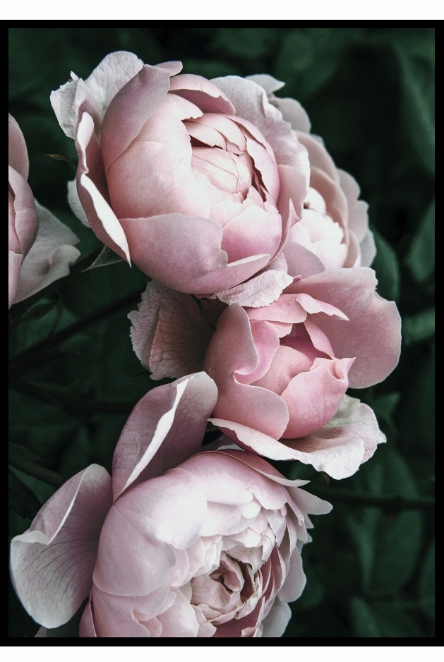 

30x40 plakat, do salonu, peonie, różowy, piękny