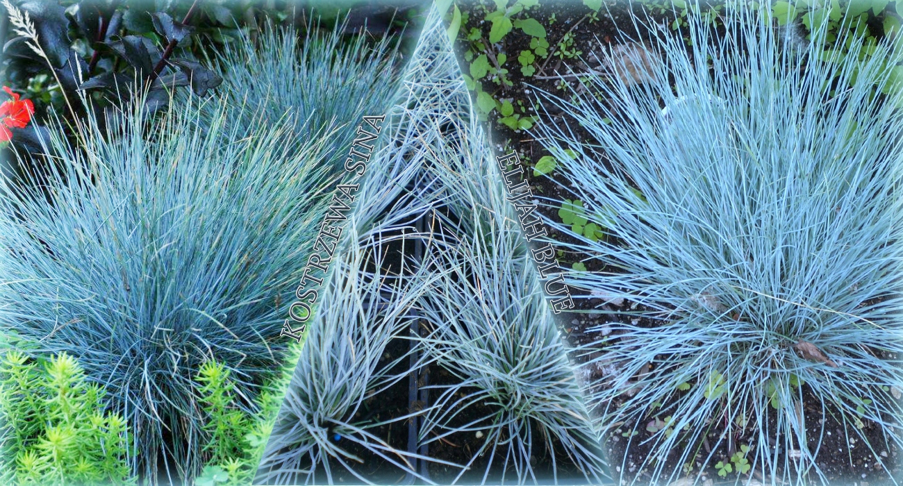 KÉK FŰ CSENKESZ SINA ELIJAH BLUE CSOMAG 5 DB