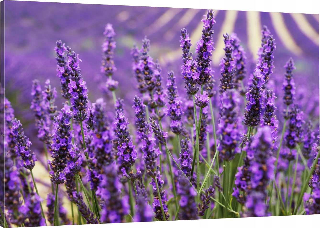 

Obraz Na Płótnie Do Jadalni Kwiaty Lawendy 110x70