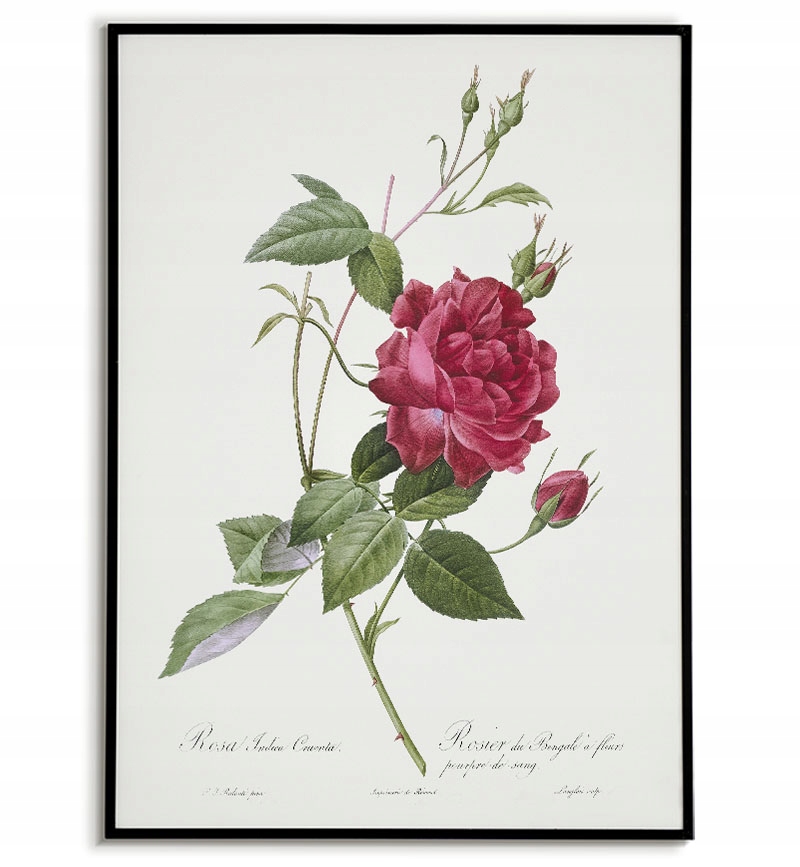 Plakat Vintage Stary Rysunek Obraz Róża 20x30