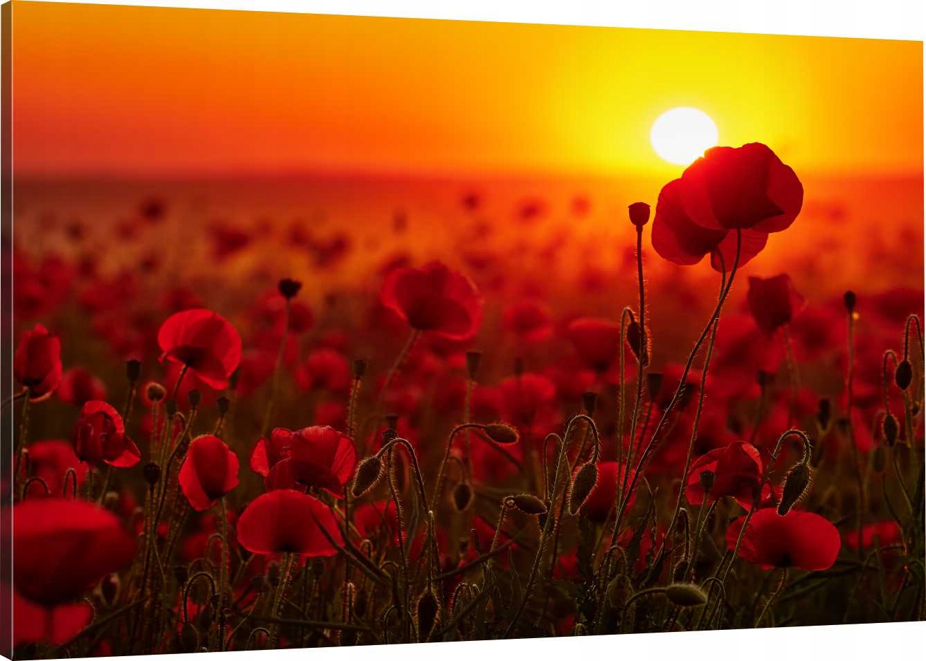 

Obraz Na Płótnie Do Kuchni Jadalni Maki 120X80