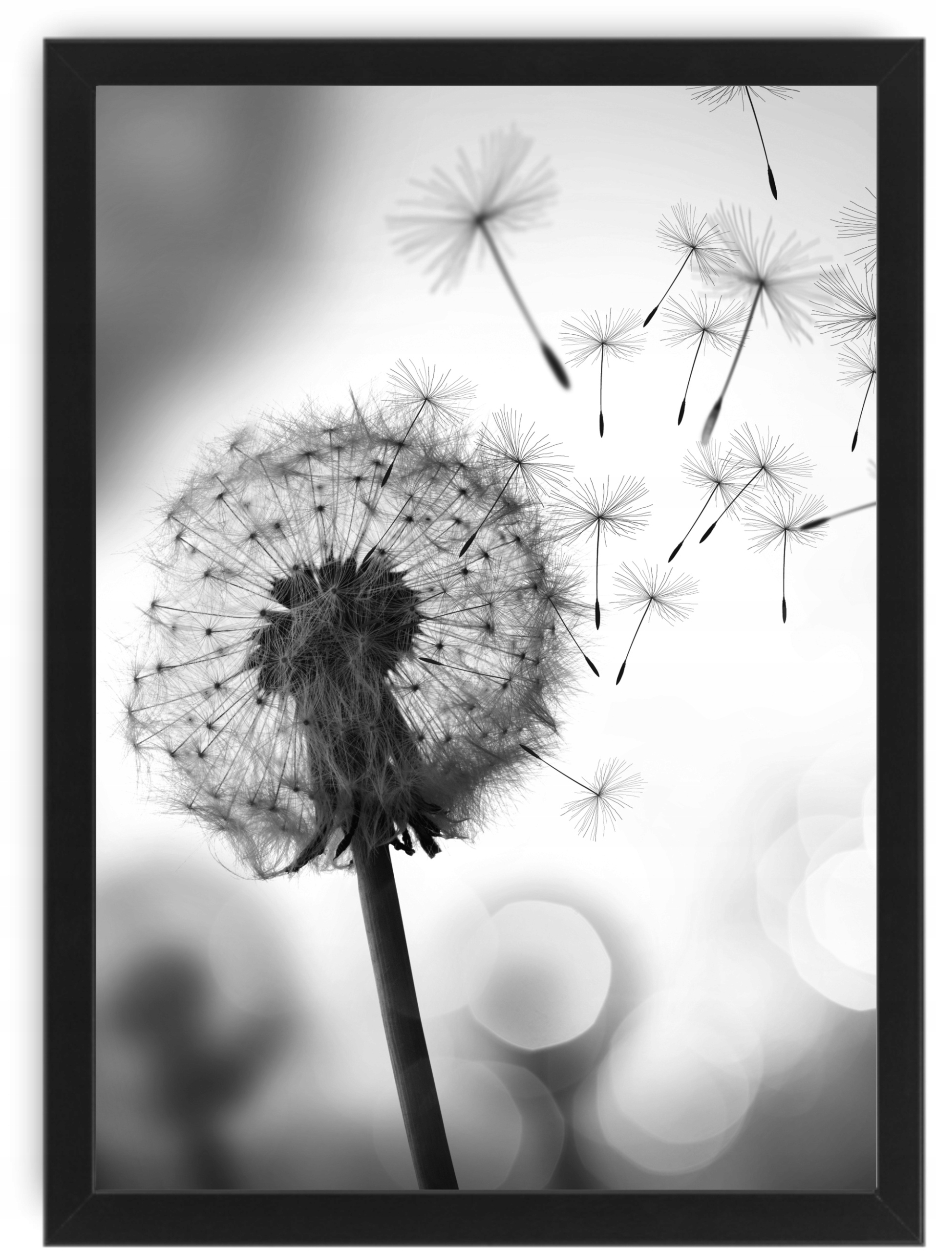 

Dmuchawiec Obraz A4 24X33 plakat obrazek rama ikea