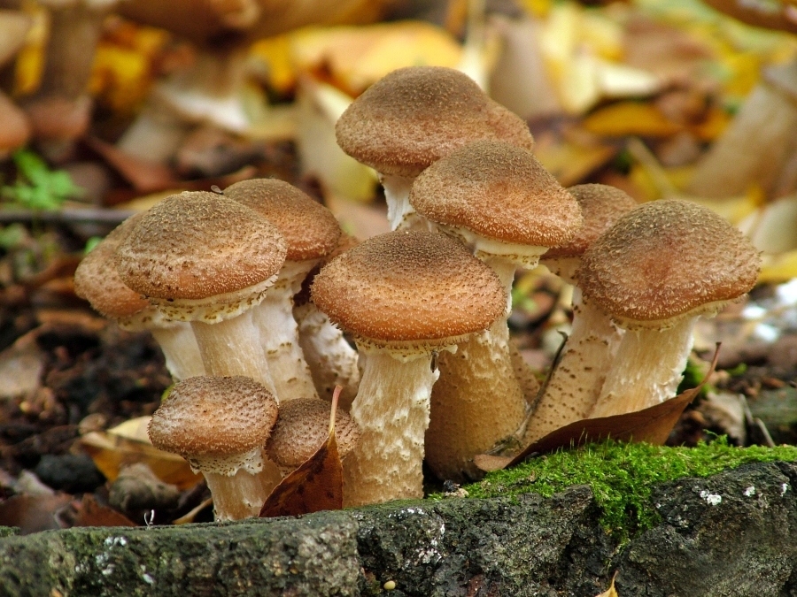 

Grzybnia Opieńka Miodowa wyhoduj własne grzyby