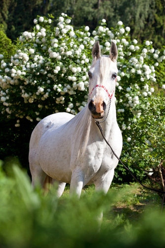 

Fototapeta 3D Pion Koń Konie Zwierzęta