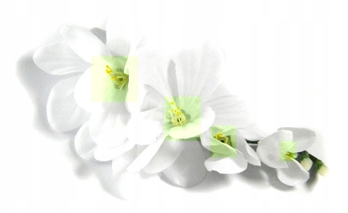 

Frezja mięsista główka kwiat White/Yellow