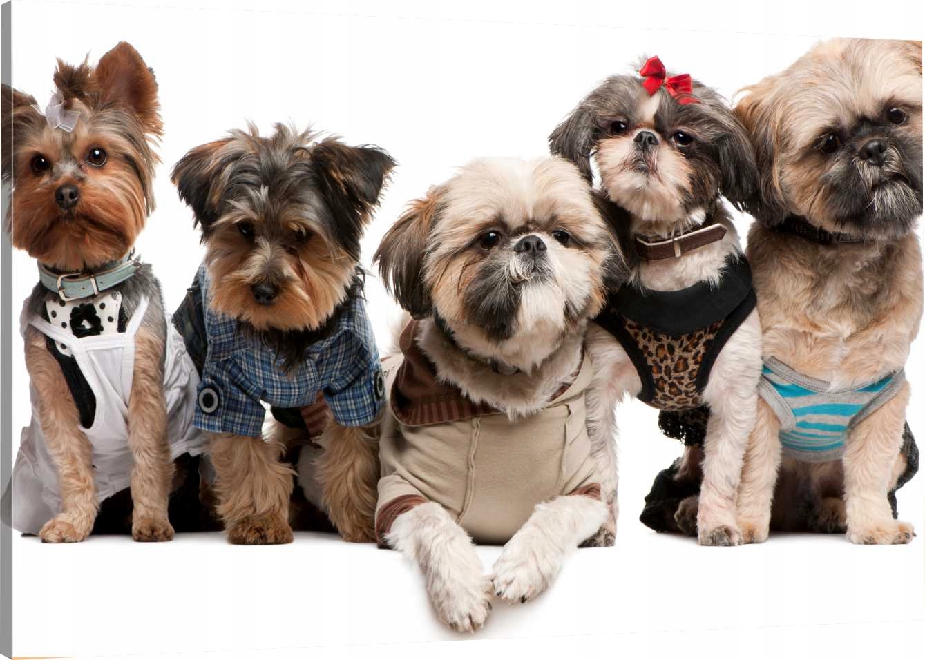 

Obraz Na Płótnie Do Salonu Psiaki 90x60 980 Wzorów