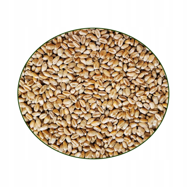 Злаковые корма. Зерновые корма. Пшеница корм. Зерно для куриц. Зерно корма для птиц.