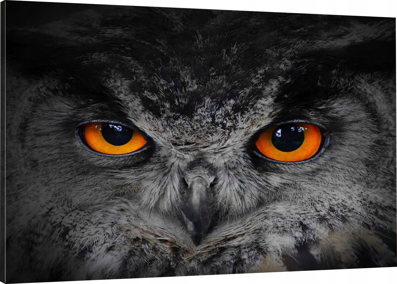 

Obraz Na Płótnie Sowa Oczy 70x50 800 Wzorów