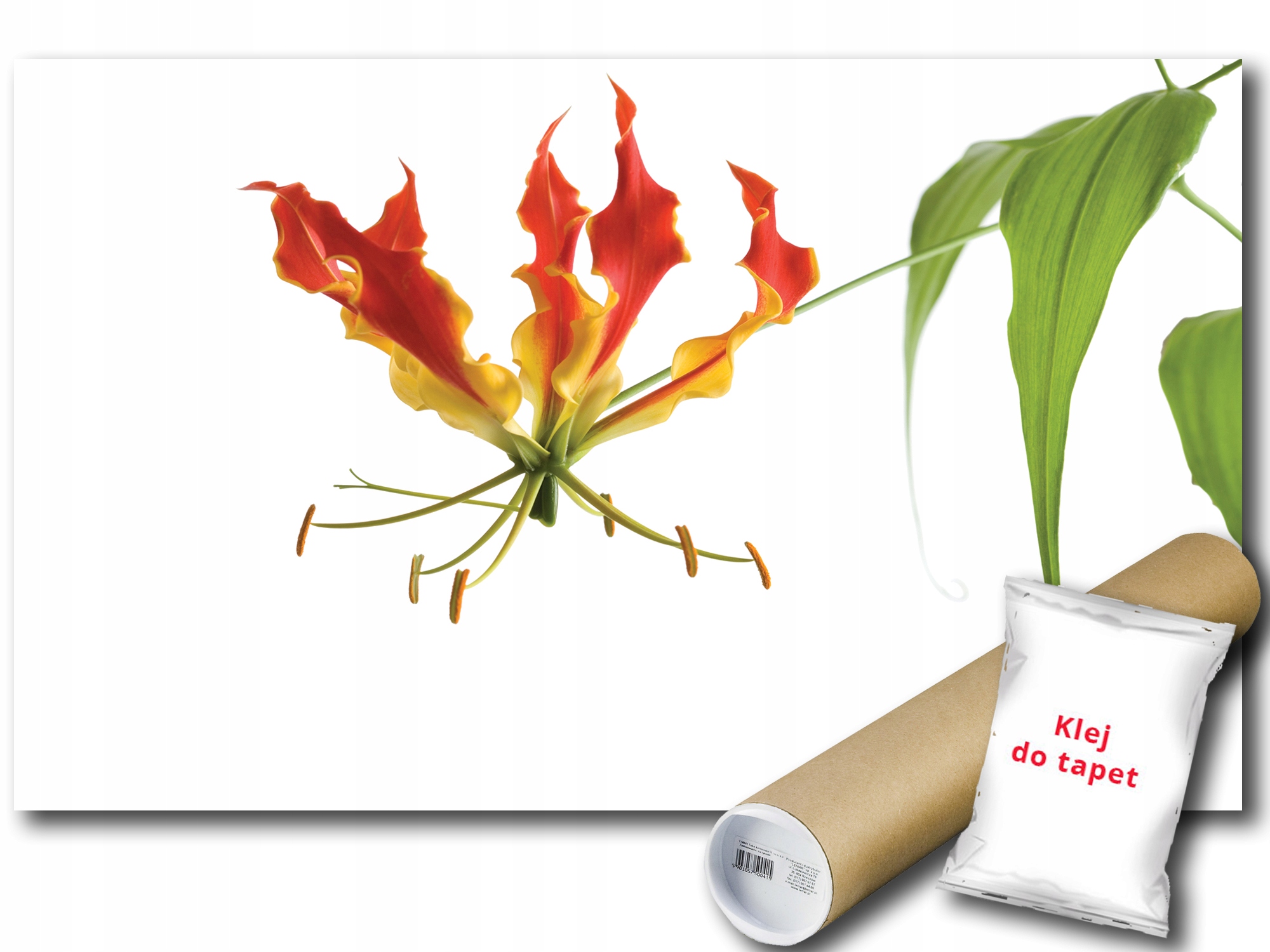 Fototapeta Glorioza Květ 9E Fxl 208x146 F193