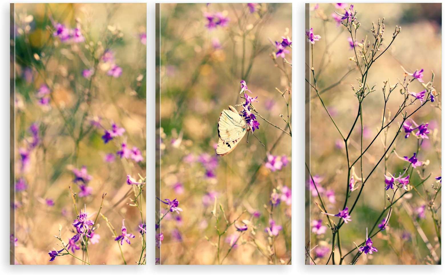 

Tryptyk Obraz Na Ścianę Natura Motyl 980 Wzorów