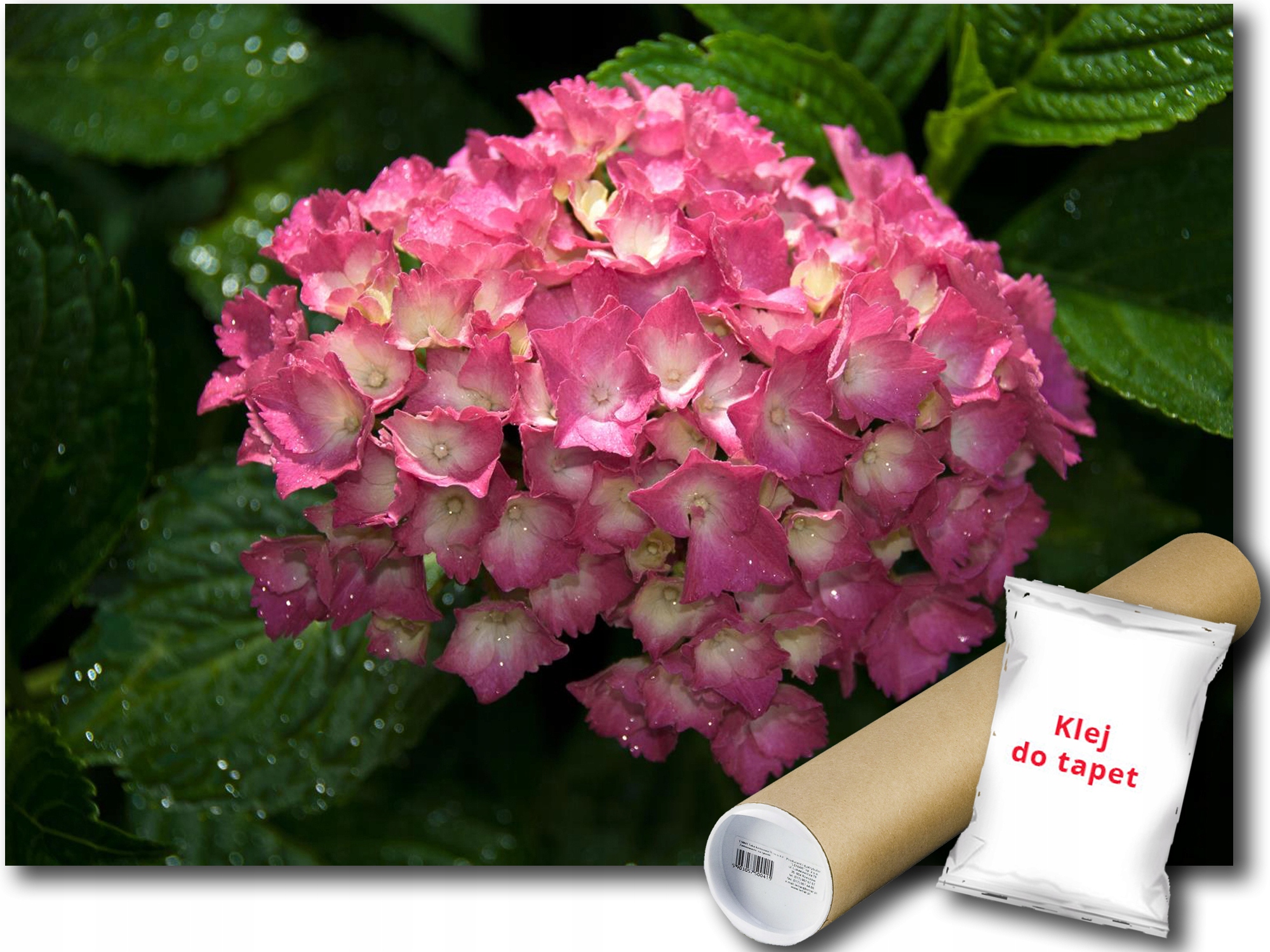 Fototapeta Růžová Hortenzie 9E F3XL 416x254 F1565