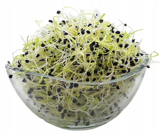 Levně Cibule Pažitka Semínka Na Klíčky 250 g