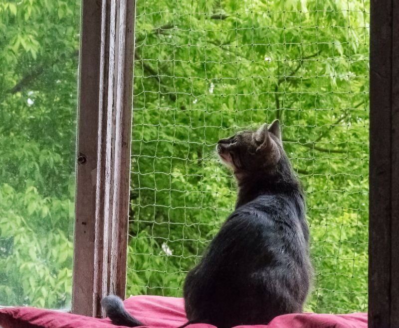 Балкон для кошек купить. Сетка на балкон для кошек. Кошачий балкон. Балкон для кошек на окно. Защита для котов на балконе.