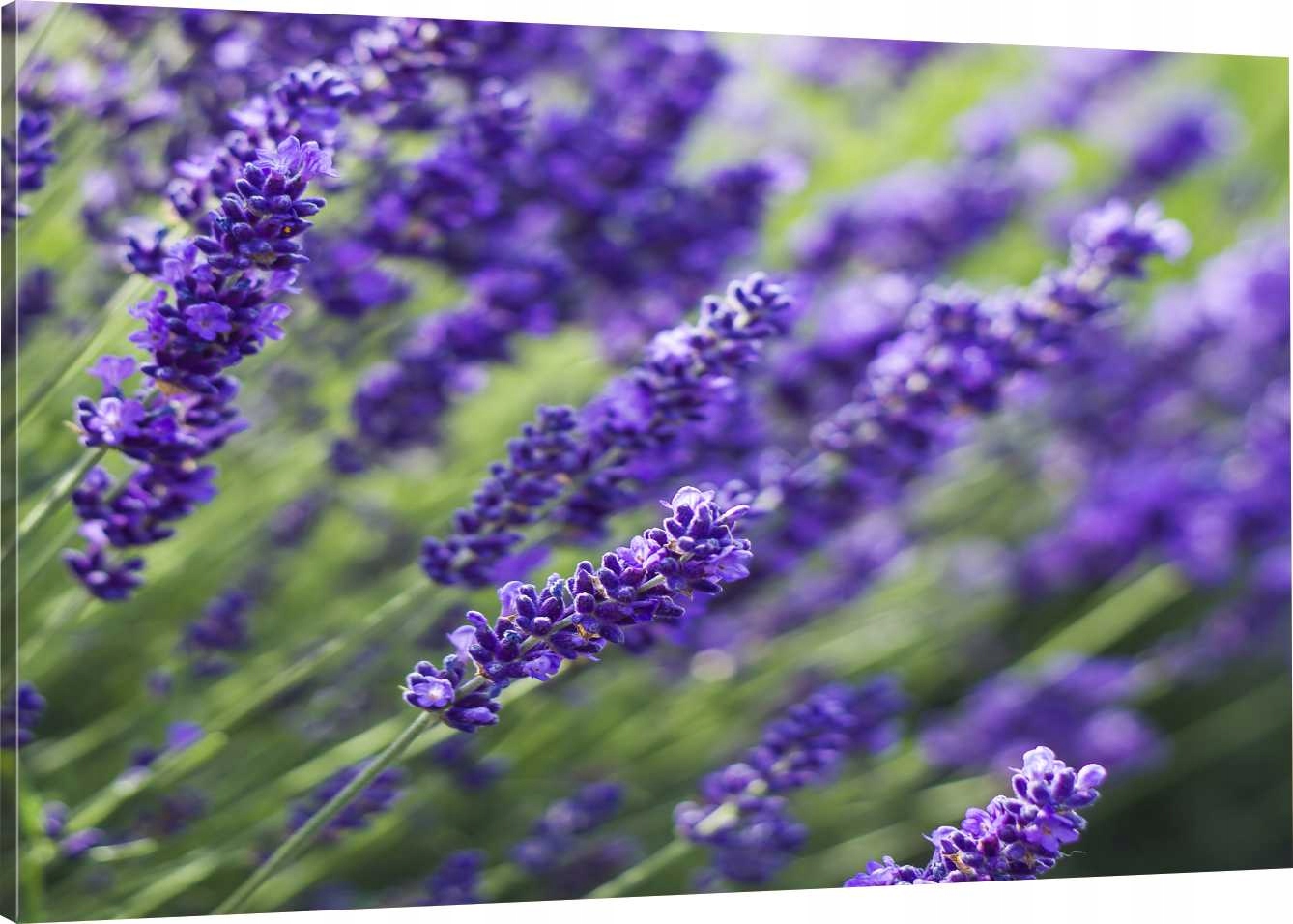 

Obraz Na Płótnie Do Kuchni Lawenda 110x70 800 Wz