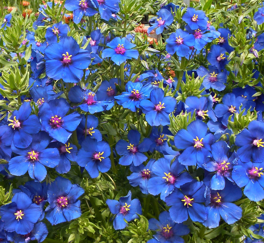 Анагалис крупноцветковый синеглазка. Анагалис Синеглазка. Анагаллис цветок. Анагаллис синий.