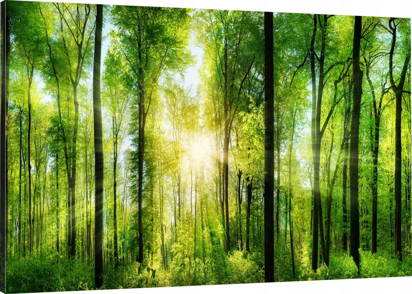 

Obraz Na Płótnie Słońce Las 90x60 800 Wzorów