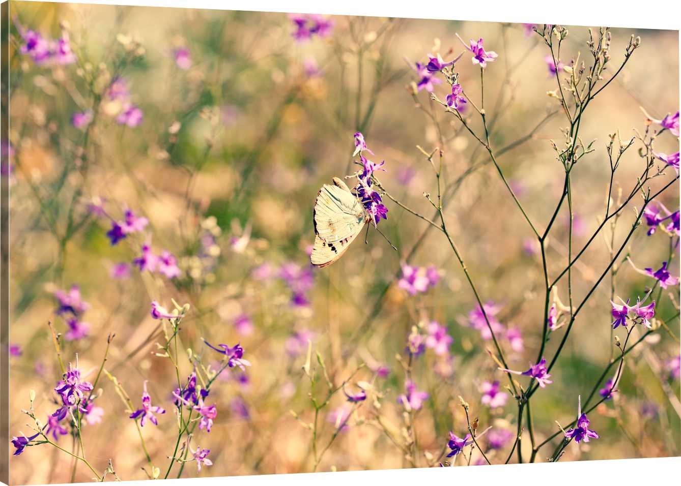 

Obraz Na Płótnie Natura Motyl 100x70 980 Wzorów