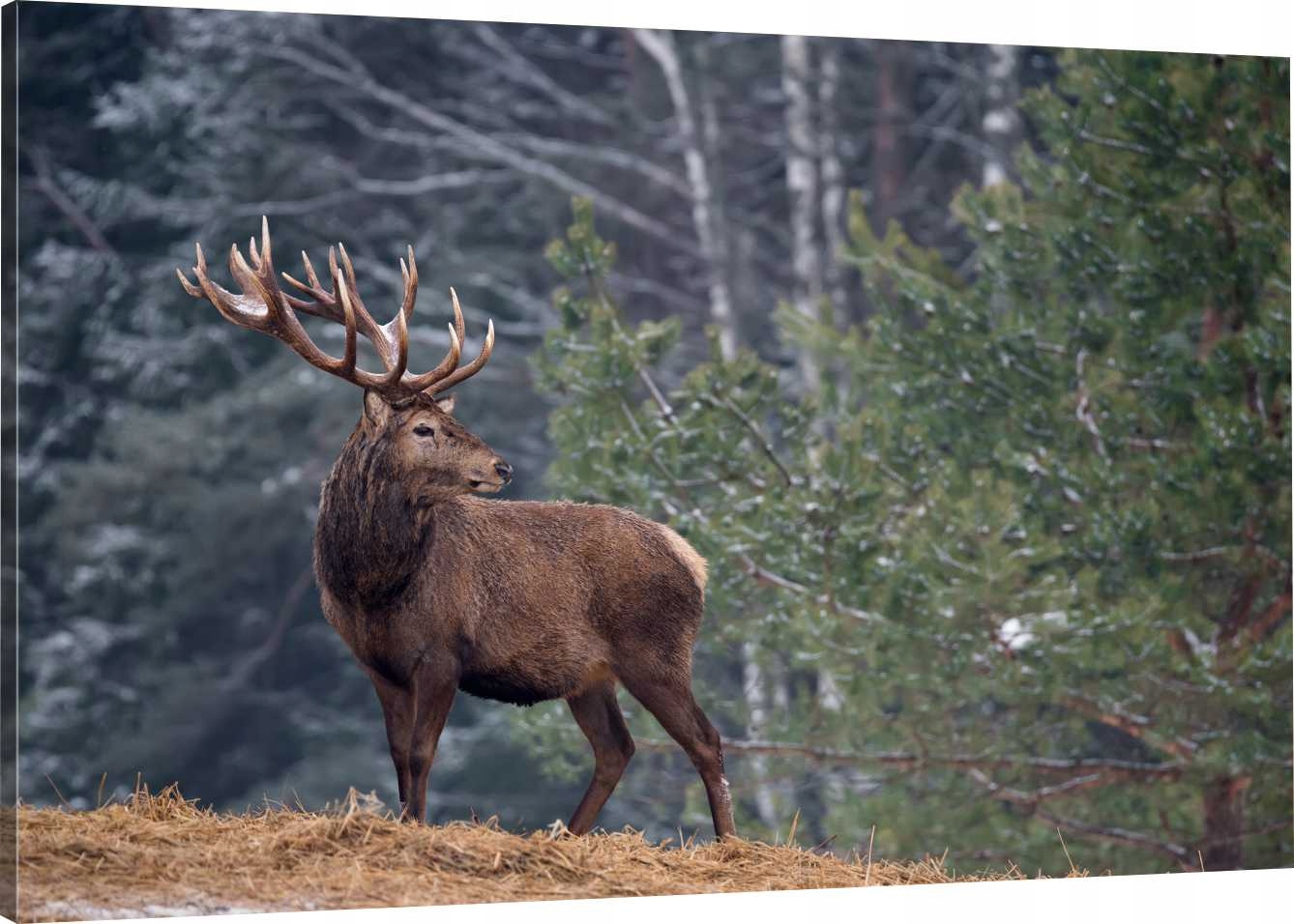 

Obraz Na Płótnie Jeleń Polana 90x60 980 Wzorów