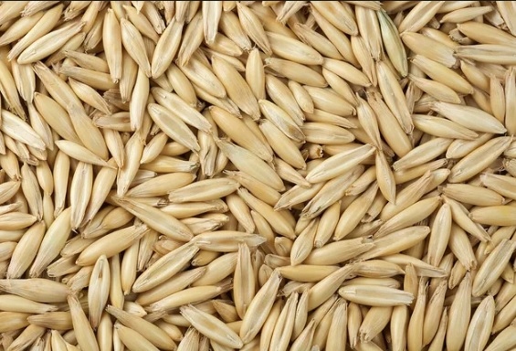 OWIES Ziarno nasiona POPLON