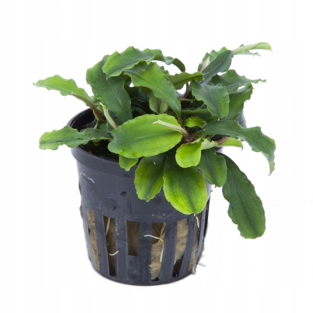 Bucephalandra Wavy Green KOSZYK Białystok saxon4