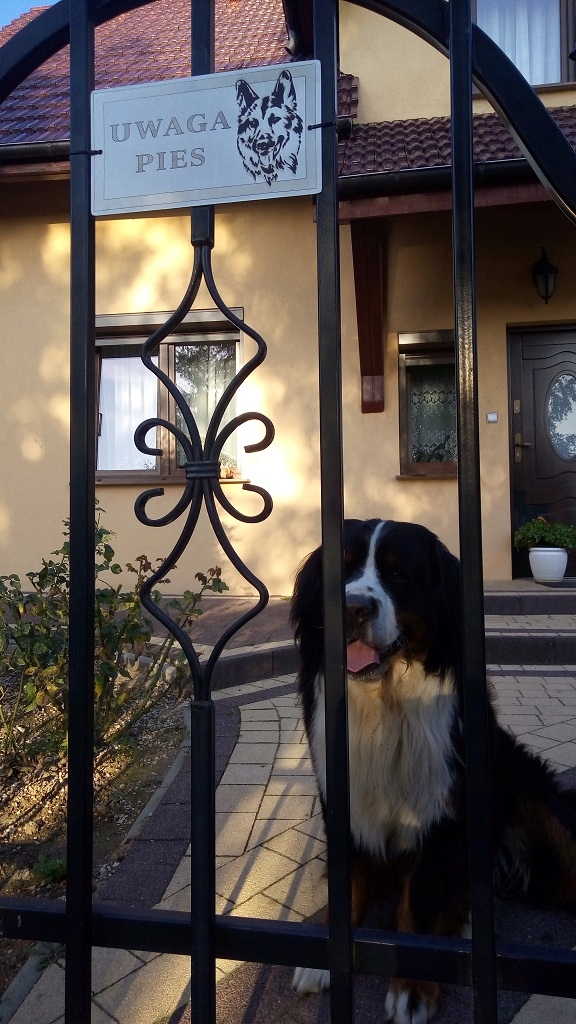 Tabliczka nierdzewna- UWAGA PIES- SAMOYED/ SAMOJED Marka Axis