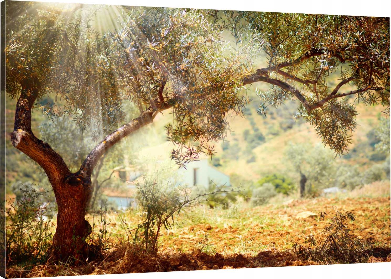 

Obraz Na Płótnie Do Salonu Drzewo Oliwne 120x80