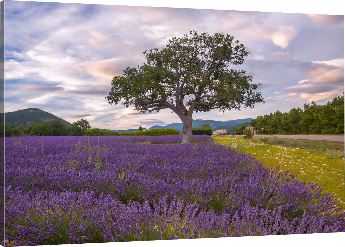 

Obraz Na Płótnie Do Kuchni Lawenda 90x60 980 Wz