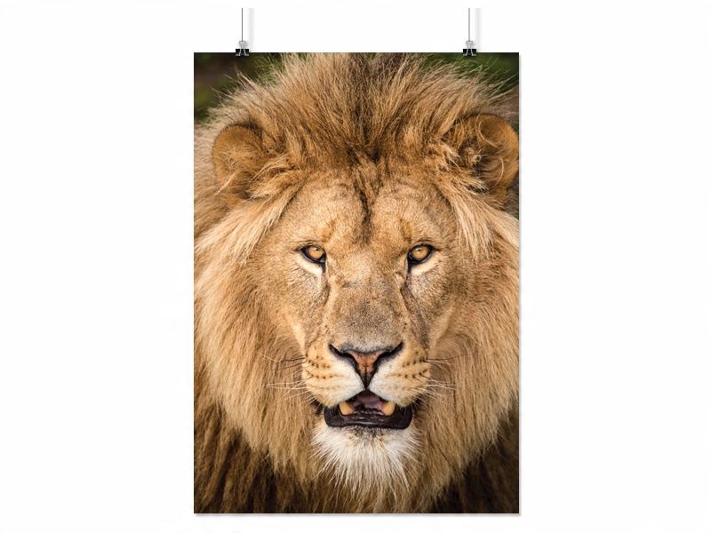 

Plakat Lew Tygrys 50x70 CM 14 Wzorów Matowy