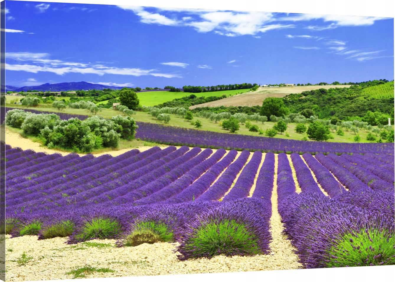 

Obraz Na Płótnie Krajobraz Lawenda 110x70 800 Wz