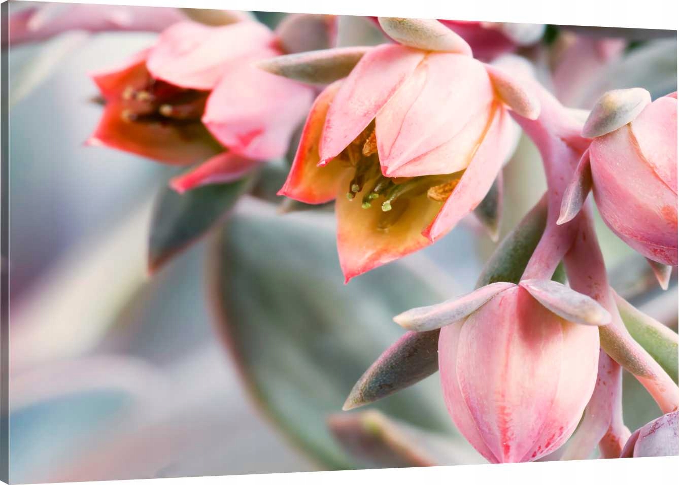 

Obraz Na Płótnie Kwiaty Kaktus 120x80 980 Wzorów