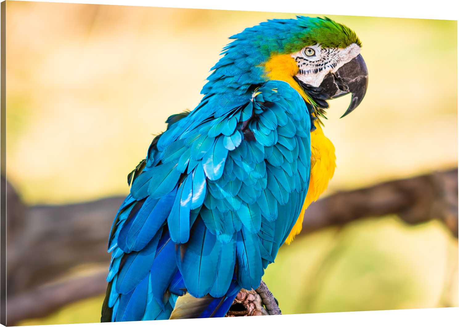 

Obraz Na Płótnie Do Salonu Sypialni Papuga 110x70