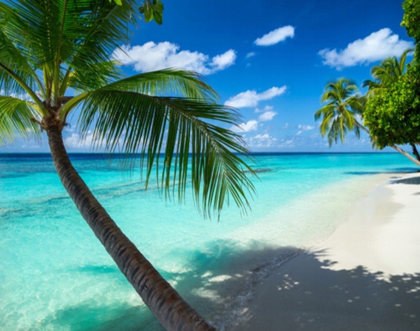 

Fototapeta 3D fliz Most Pomost Palmy Ocean Widok