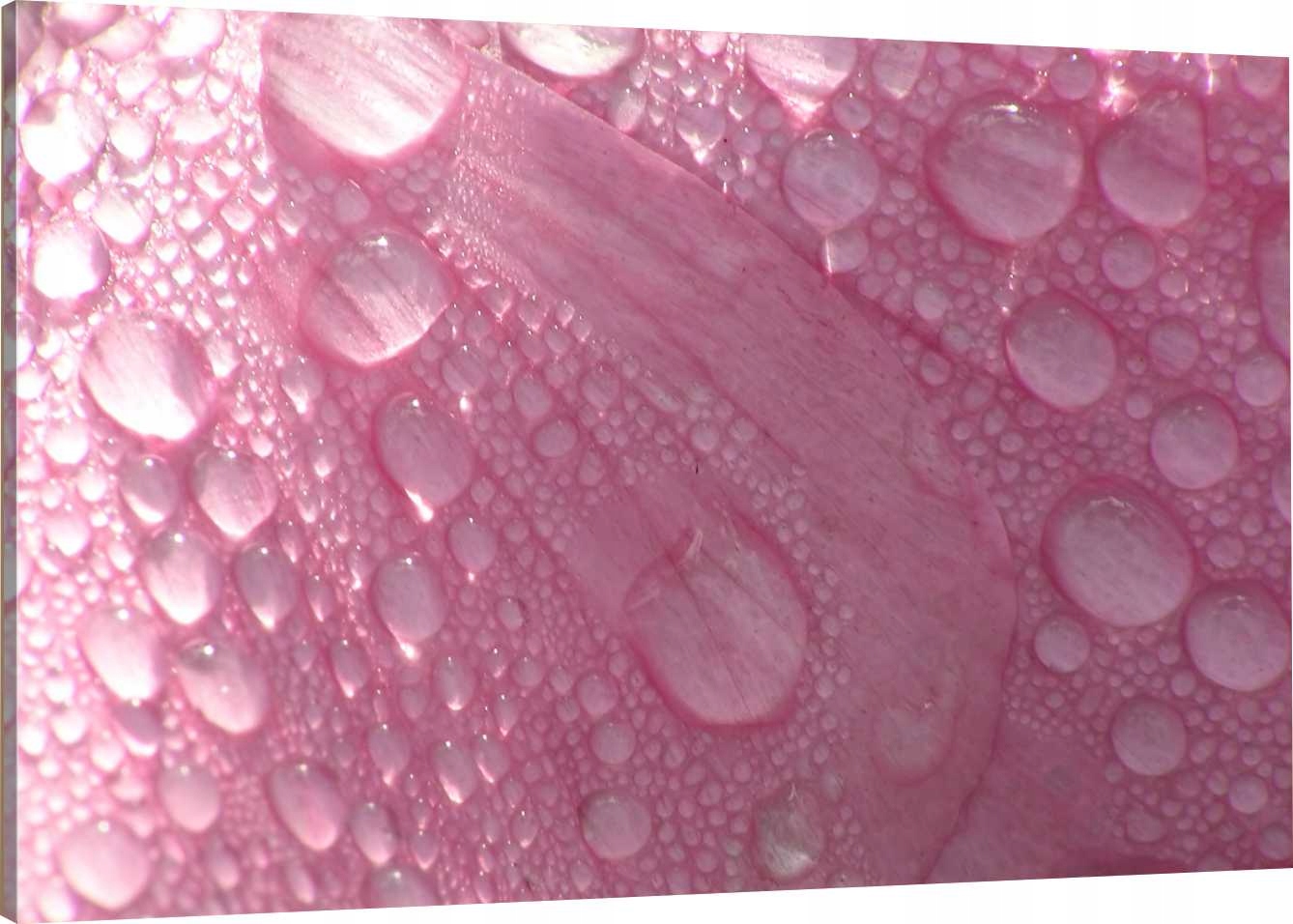 

Obraz Na Płótnie Rosa Płatek 70x50 980 Wzorów