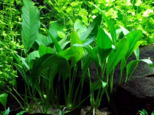 Anubias congensis RARYTAS Ładne NAJTANIEJ saxon4