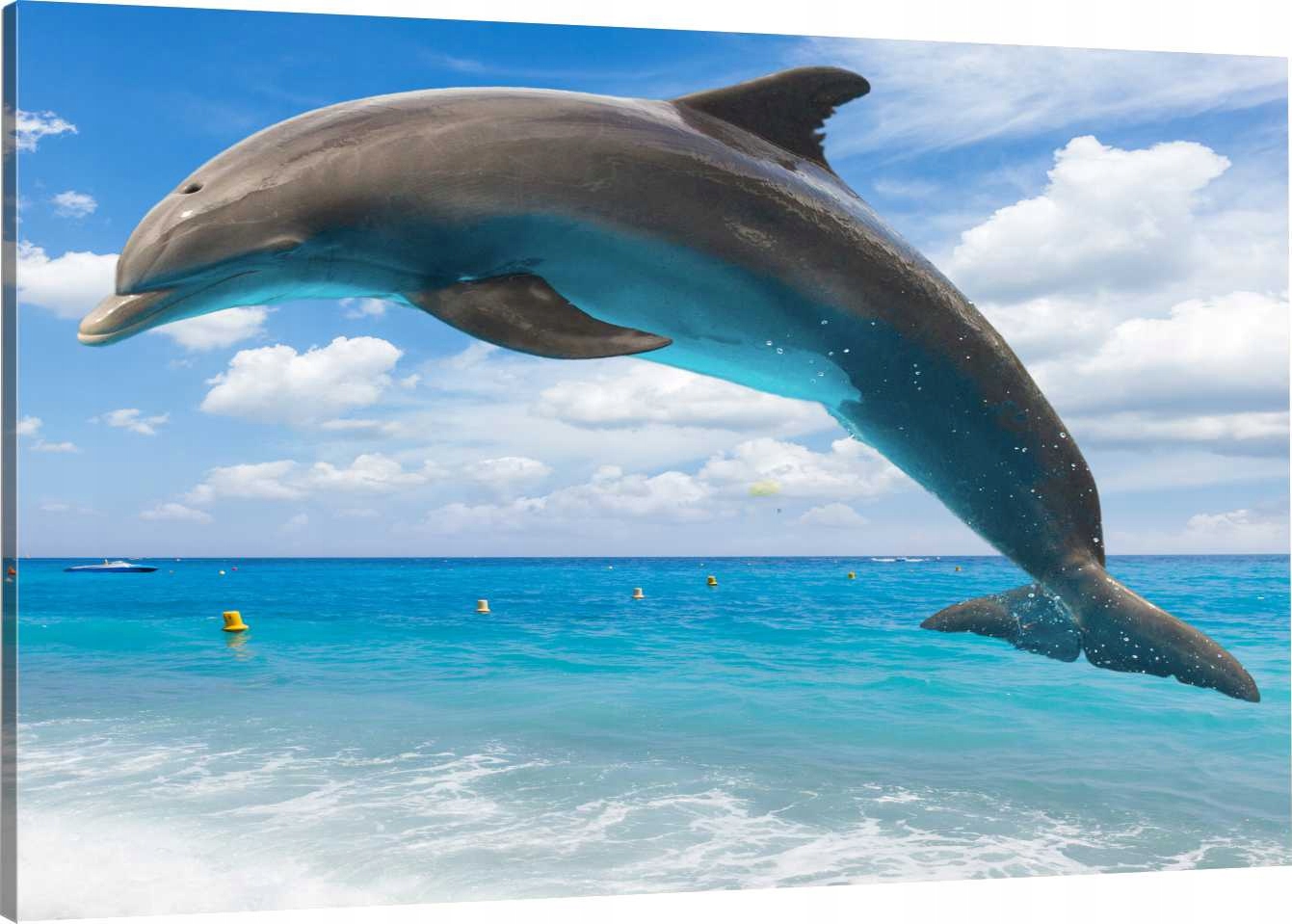 

Obraz Na Płótnie Morze Delfin 120X80 800 Wzorów