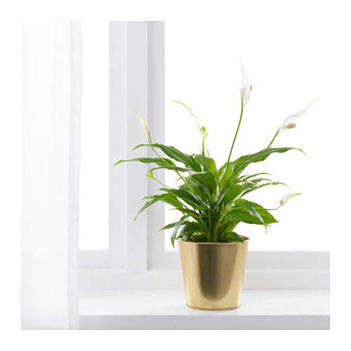 IKEA DAIDAI Osłonka Doniczka SHABBY 12 cm MOSIĄDZ Kod producenta 703.594.20