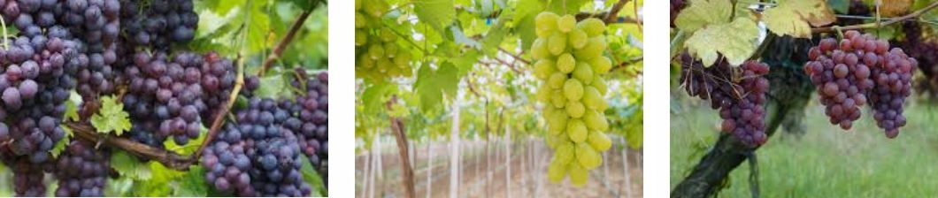 NAWÓZ WINOROŚLI 2kg S WINOGRON TRUSKAWEK AGRESTU Producent Siarkopol