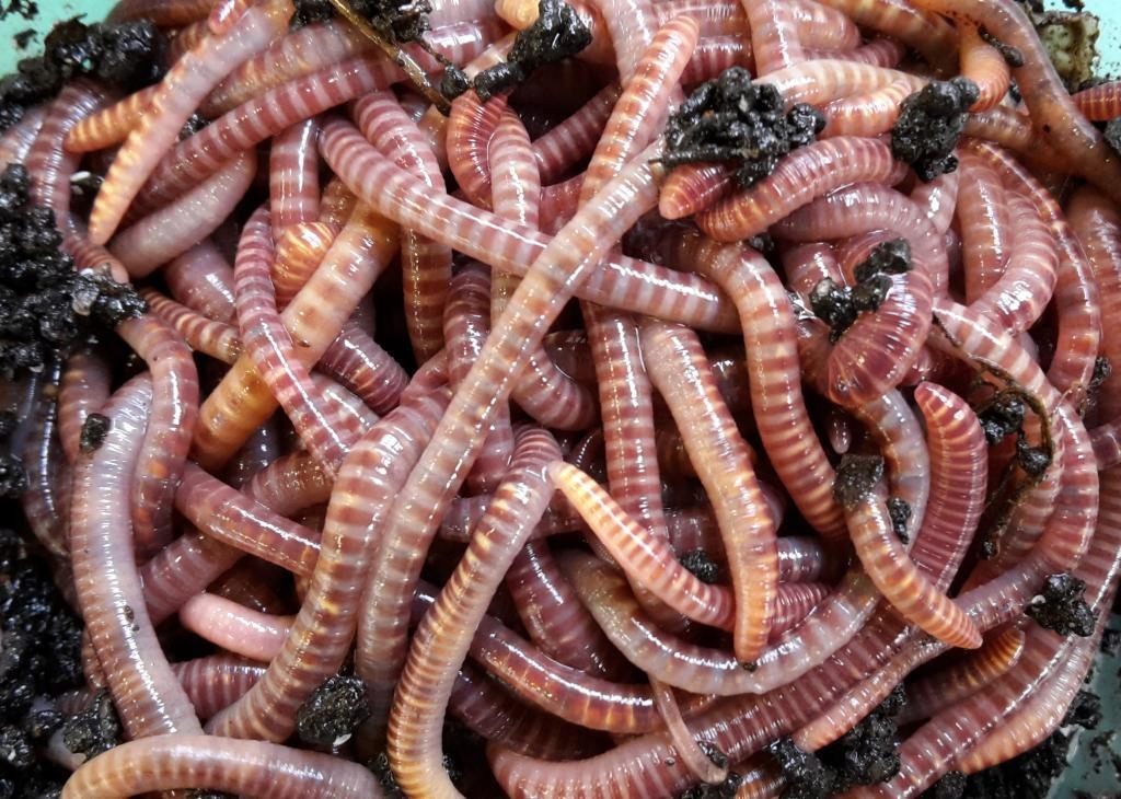 

300szt Bursztynowe Dżdżownice do Kompostowania