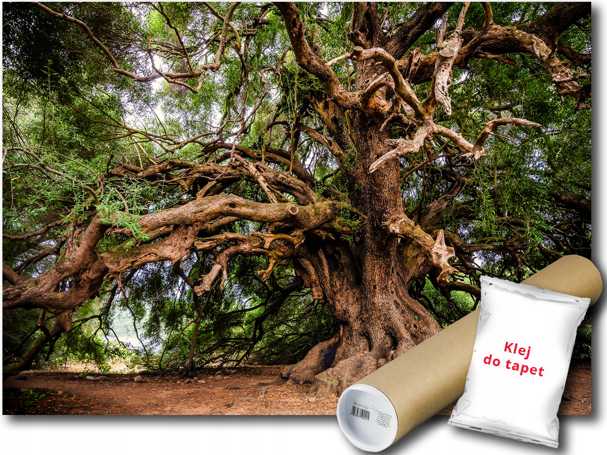 

Fototapeta Drzewo Las 19A F2XL 312x219 F13011