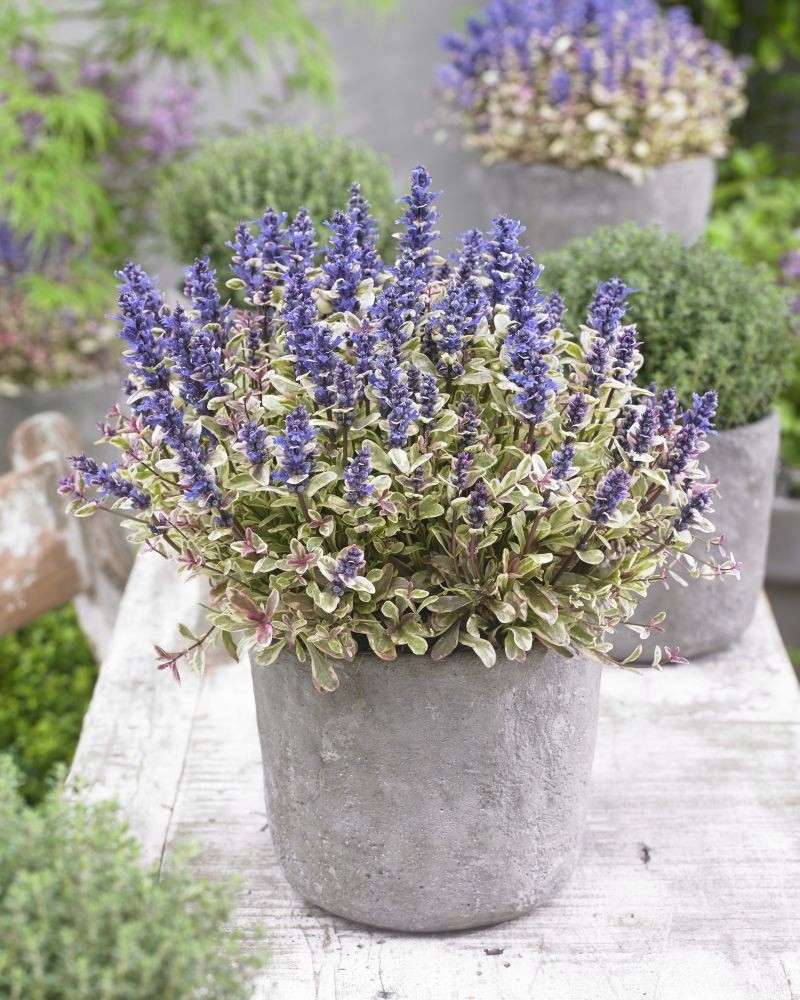 DĄBRÓWKA ROZŁOGOWA PRINCESS NADIA SADZONKI Roślina w postaci sadzonka w pojemniku do 0,5l