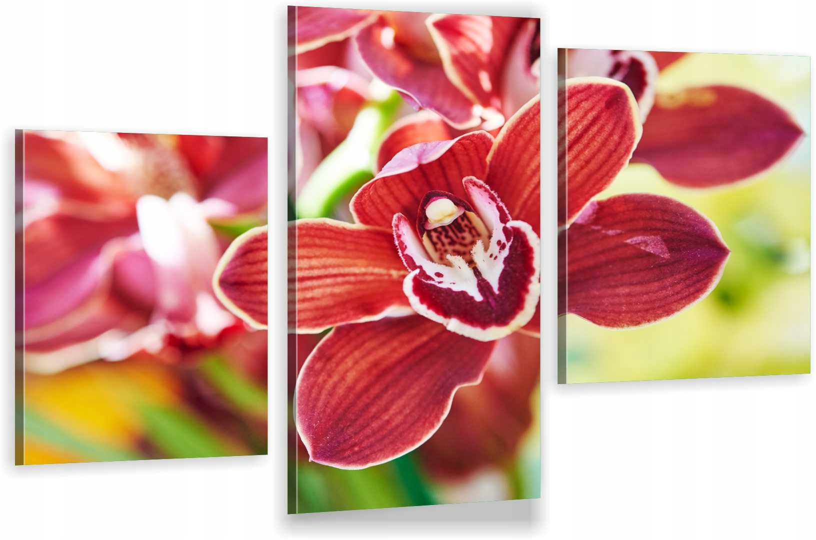 

Tryptyki Obraz Na Ścianę Czerwona Orchidea 980 Wz
