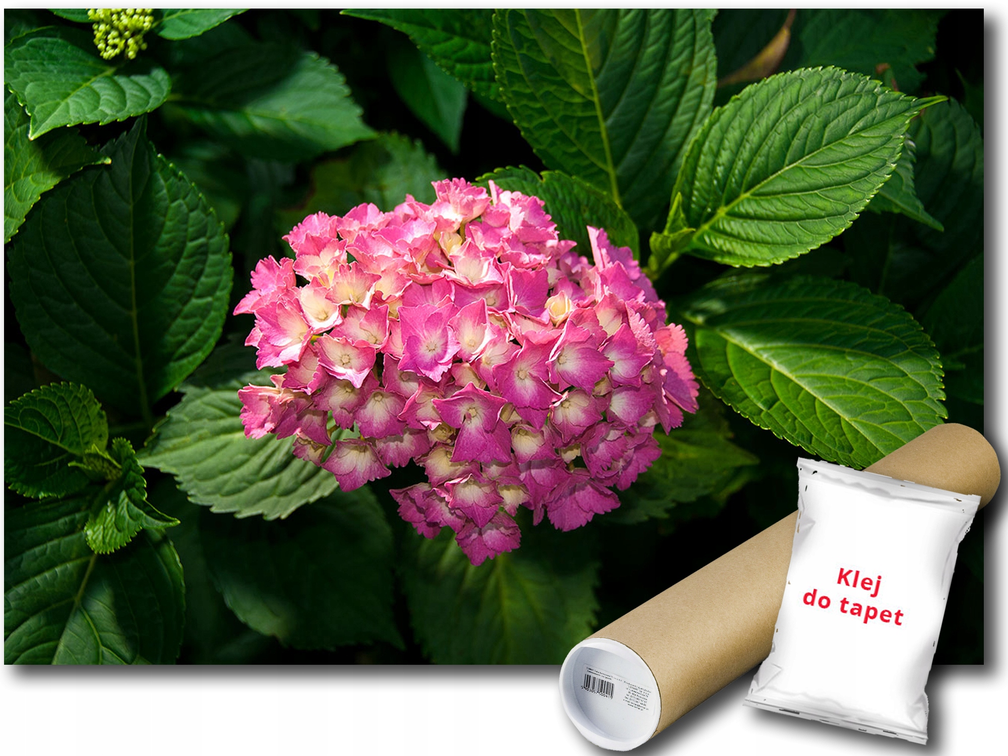 Fototapeta Květy Pivoňka 9E Fxl 208x146 F1561