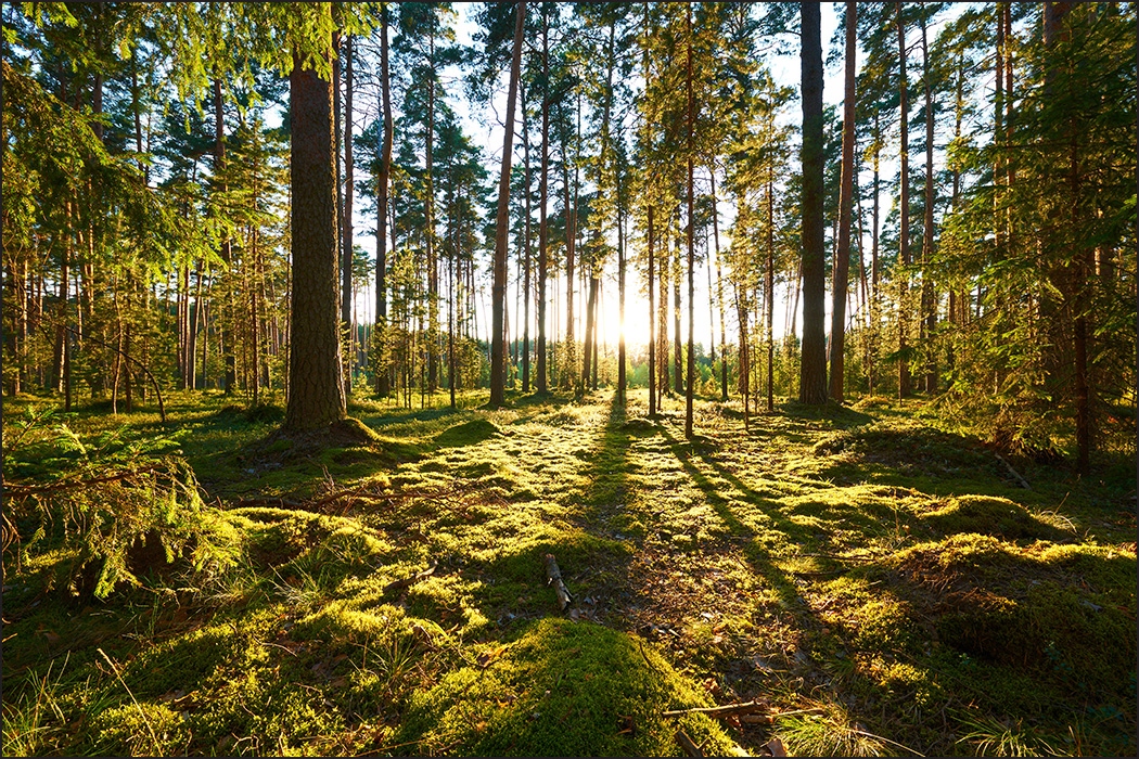 

Fototapeta 3d las drzewa słońce krajobraz 240x360
