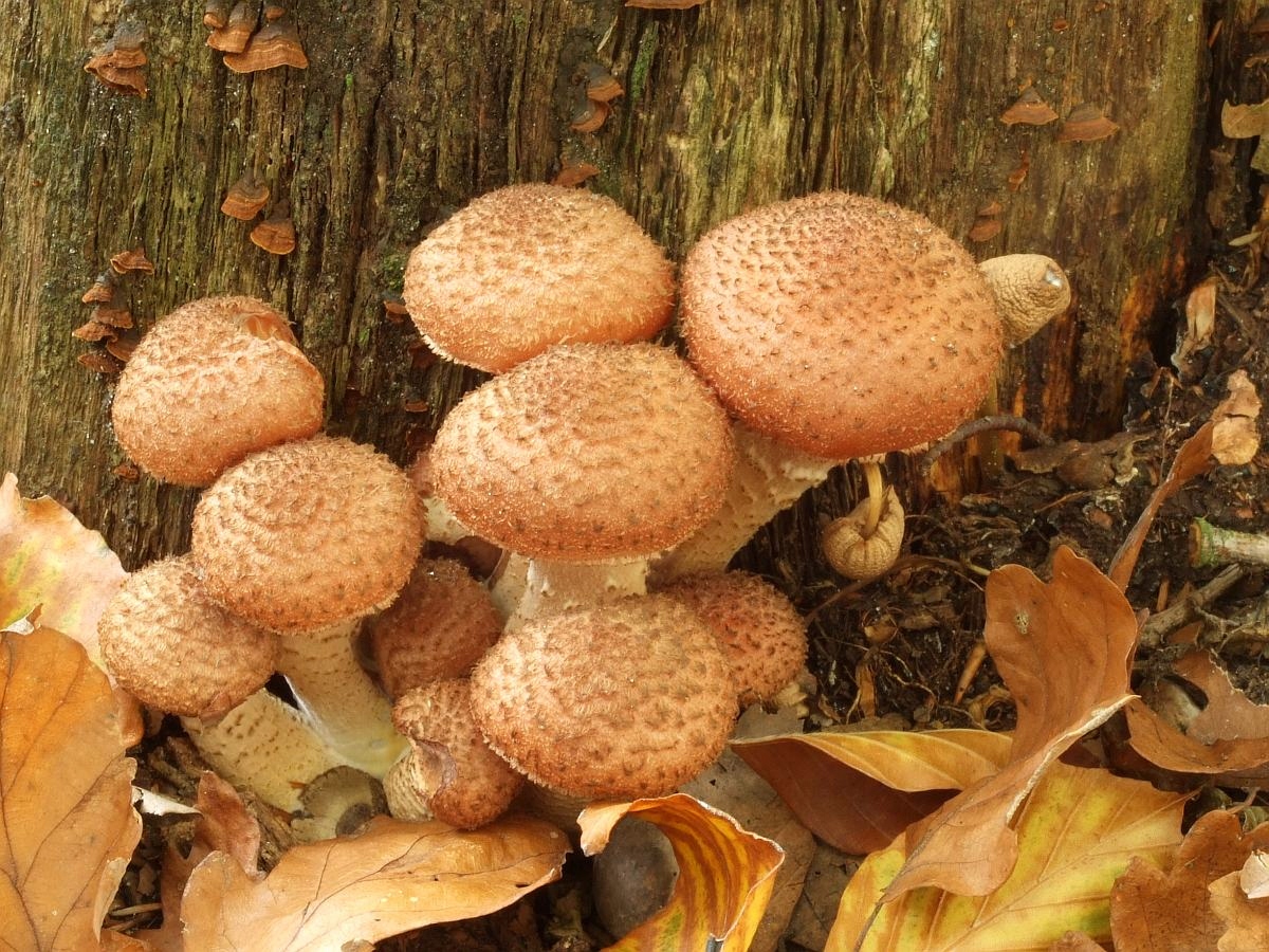 Мицелий вешенки - выращивайте собственные грибы  в украине .