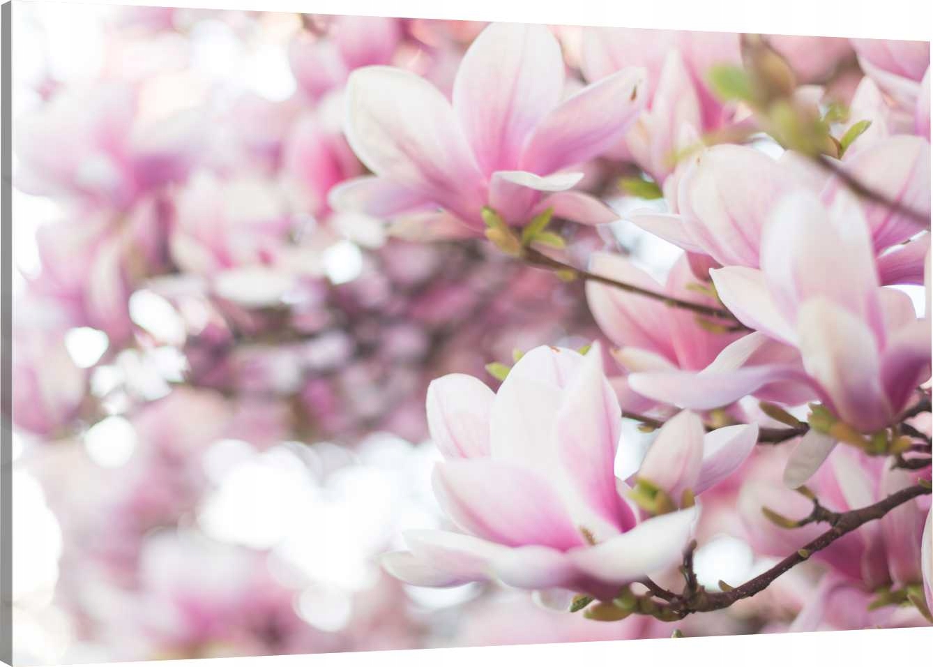

Obraz Na Płótnie Kwiaty Magnolii 120x80 980 Wzorów