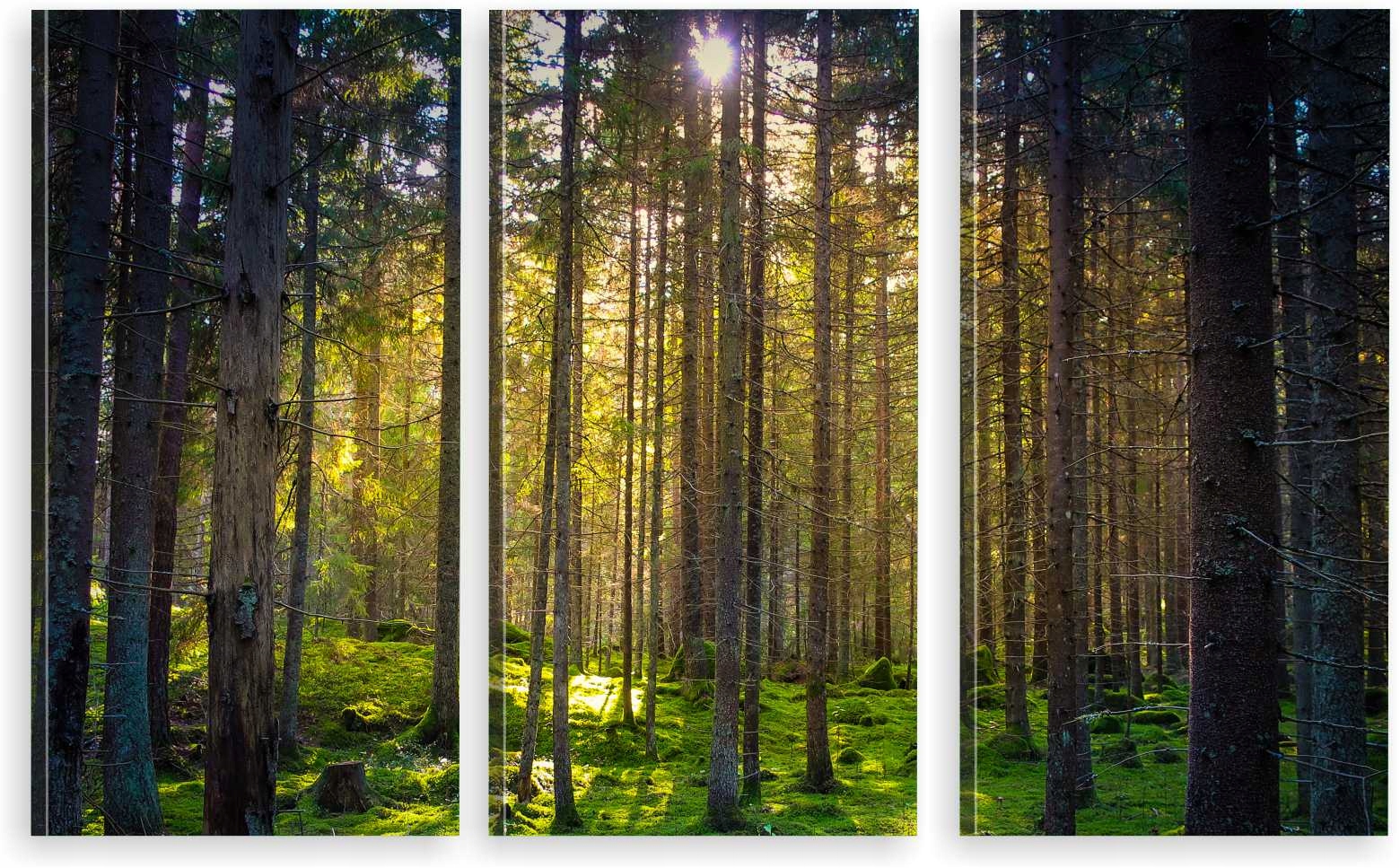 

Tryptyk Obraz Na Ścianę Las Mech Natura 980 Wzorów