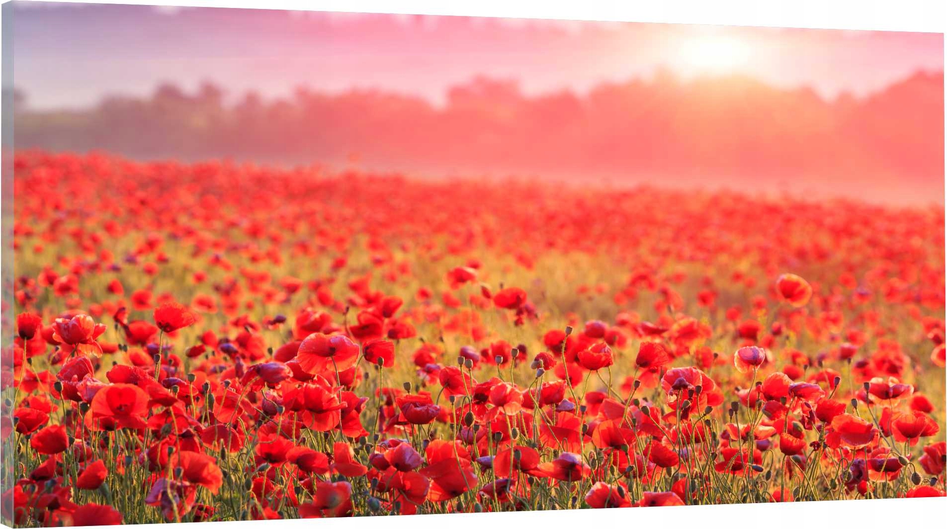 

Obraz panorama do salonu sypialni maki pole 120x60