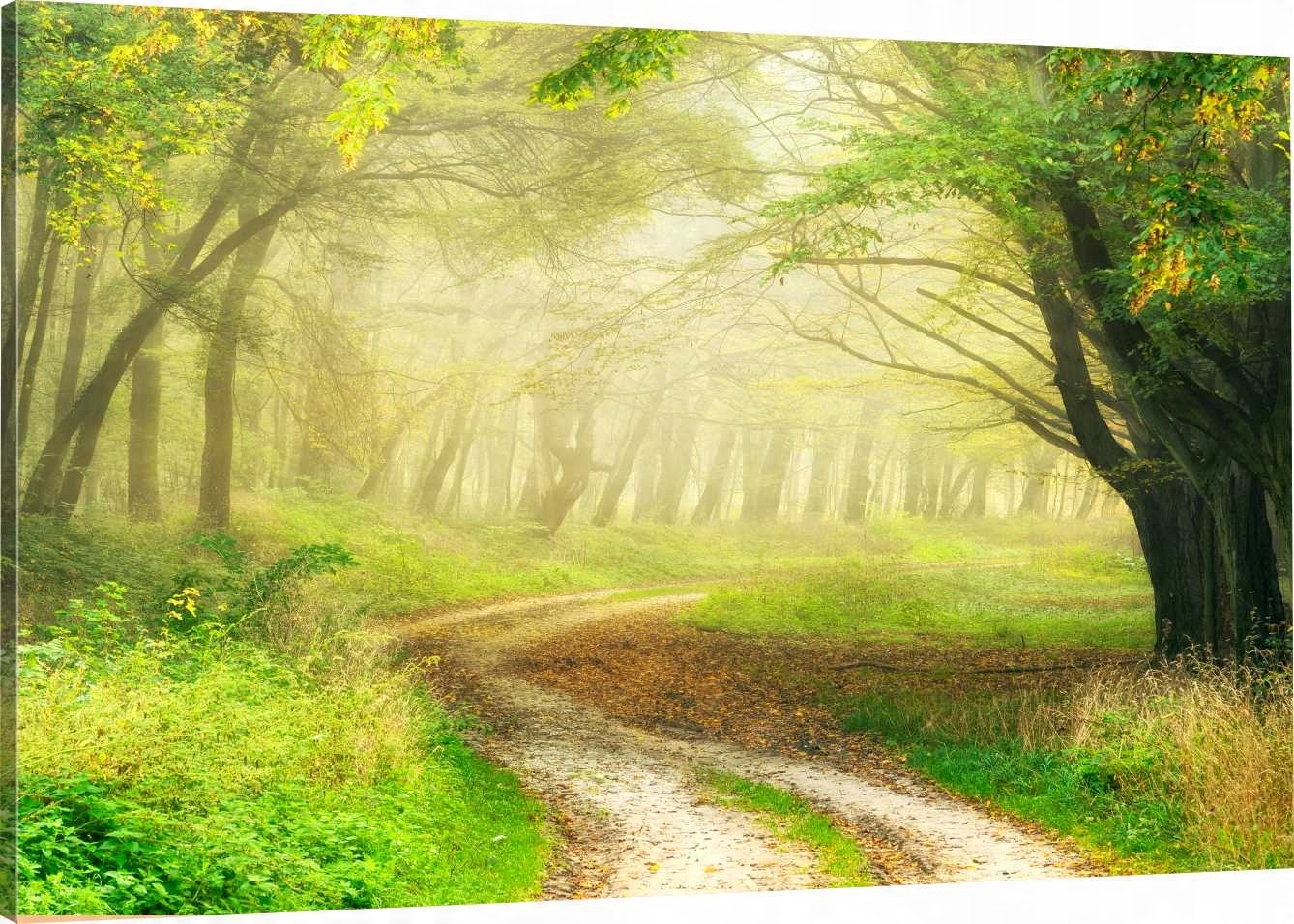 

Obraz Na Płótnie Dróżka Las Natura 120x80 980 Wz