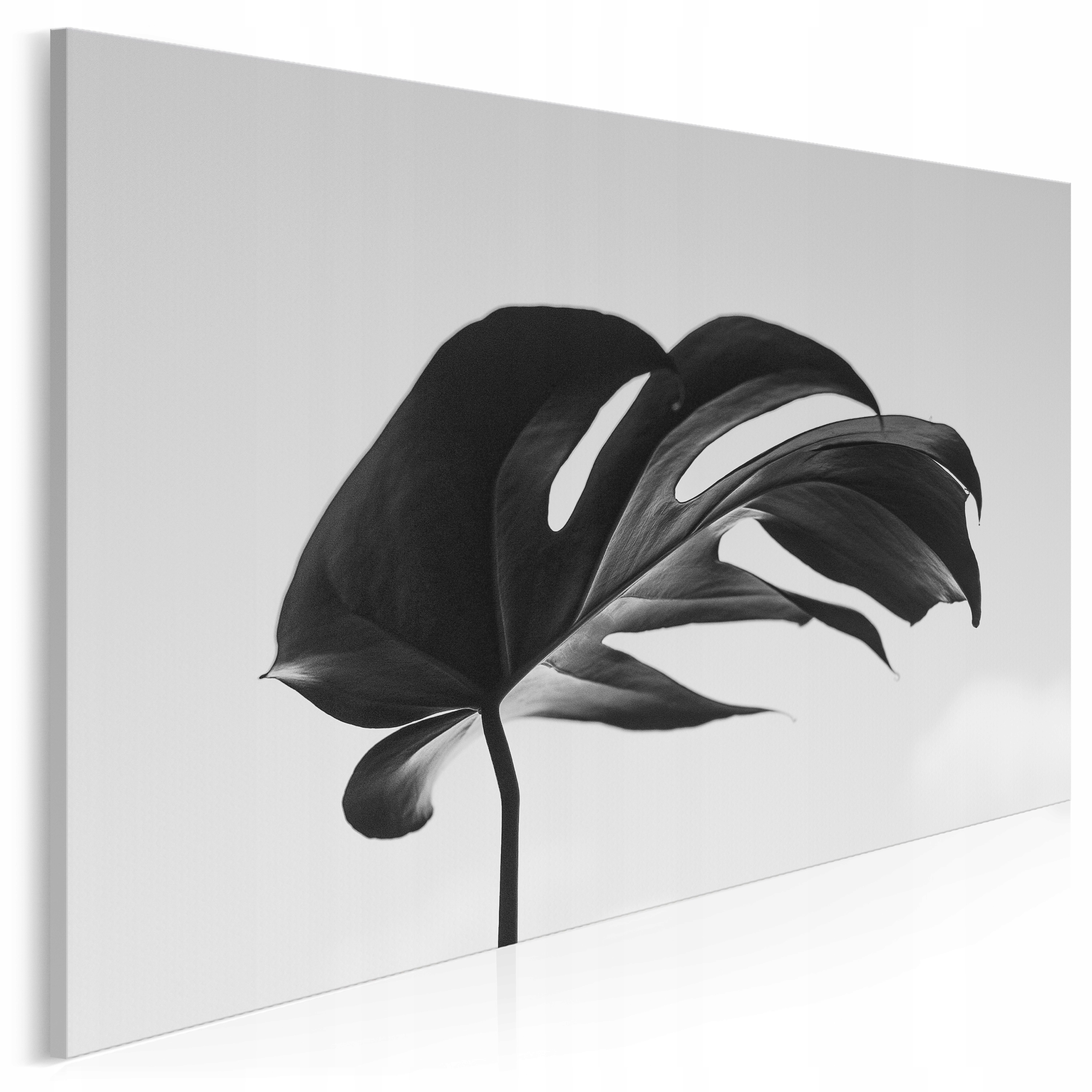 

971701 Fotografia na płótnie Monstera Czerń Biel